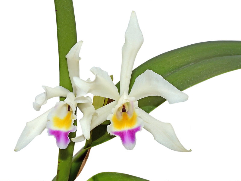 Cattleya Lavinia Valbonesi