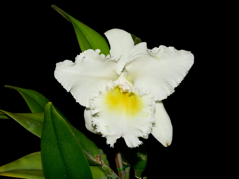 Cattleya Llajshun