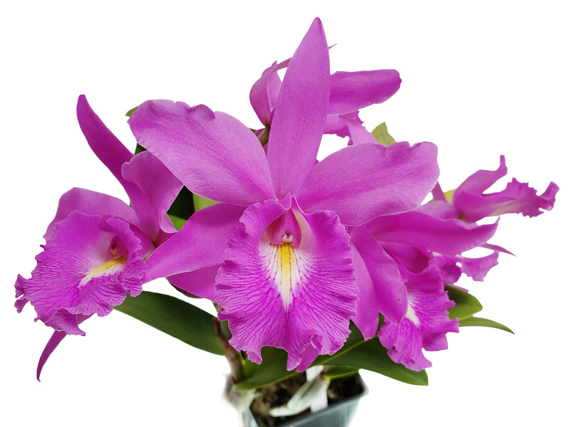 Cattleya Miss Endicott