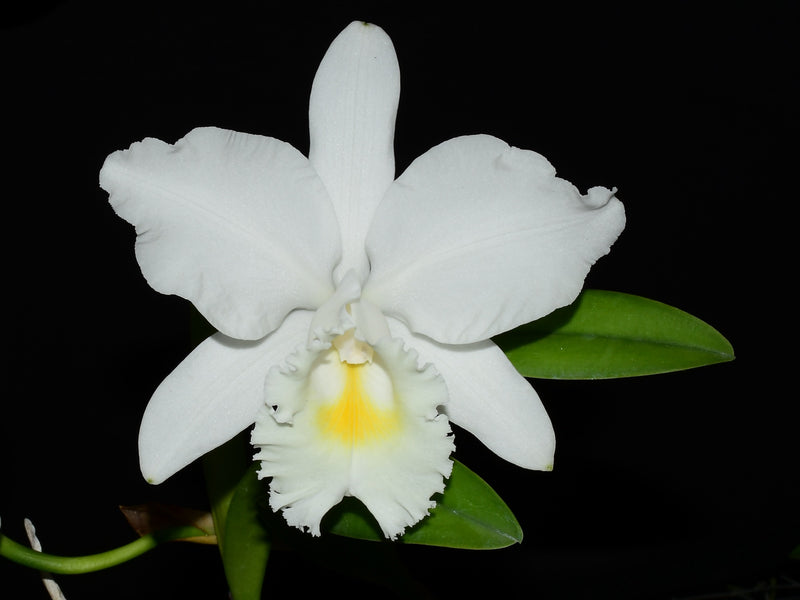 Cattleya Monita Andina