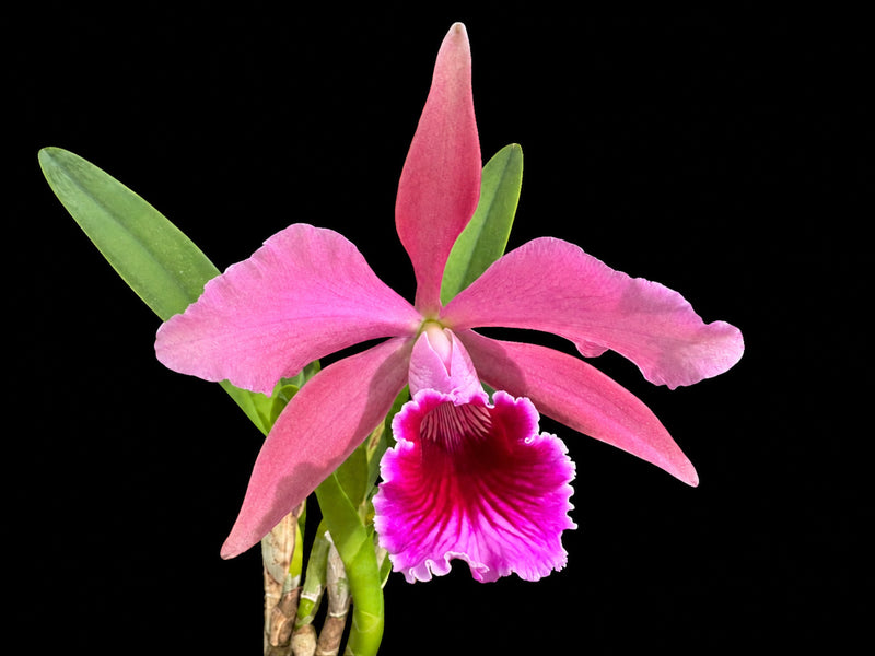 Cattleya Pacavia