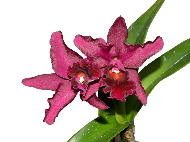 Cattleya Patricio Almeida