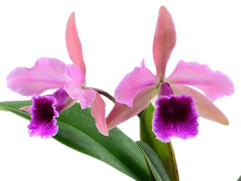 Cattleya Pauline Portilla