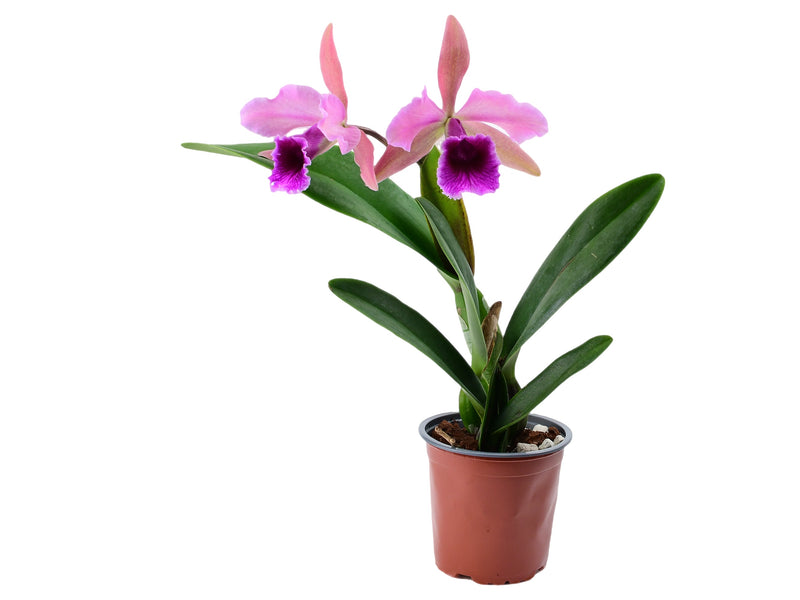 Cattleya Pauline Portilla