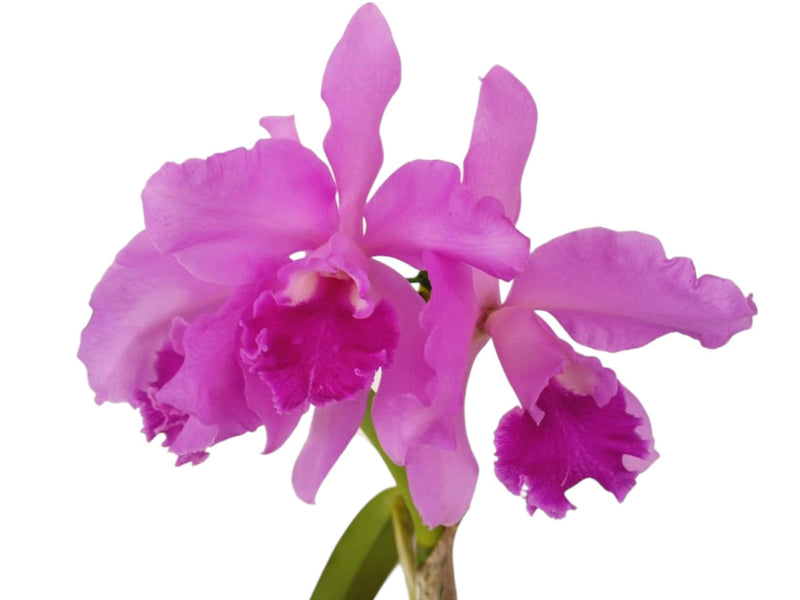 Cattleya Pedro