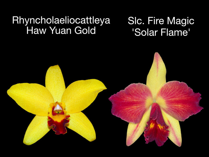 Cattleya (Pot. Haw Yuan Doll 'Golden Star' x Slc. Fire Magic 'Solar Flame')