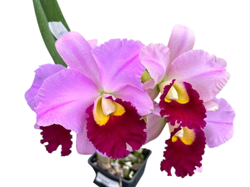 Cattleya Supersonic 'Striking Lip'