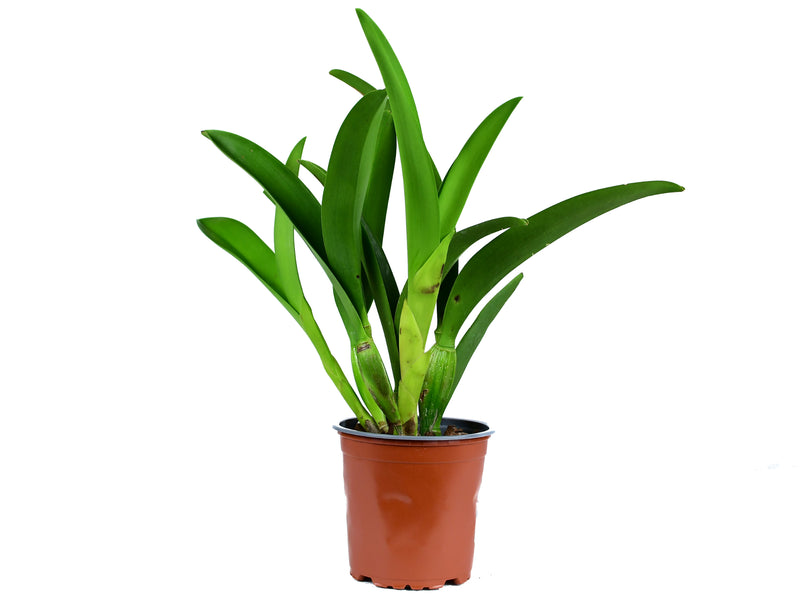 Cattleya (Tainan City 'General' x Slc. Misty Girl Autumn Symphony 4385 #1 X Schomburgkia rosea 4N)