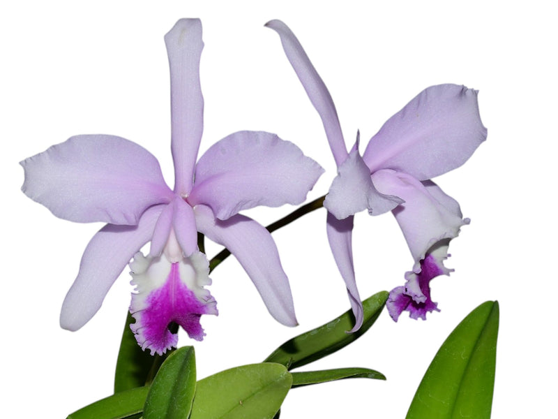Cattleya Thayeriana