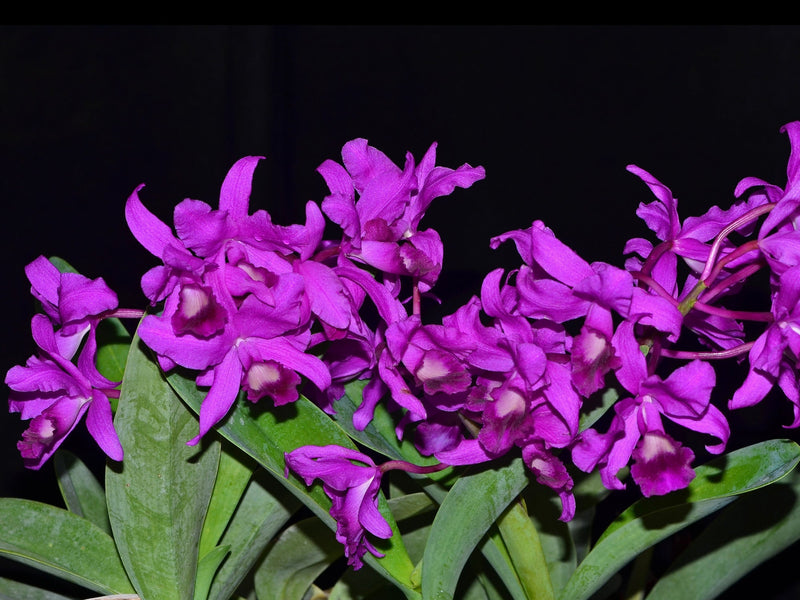 Cattleya bowringiana, 11 cm Topf