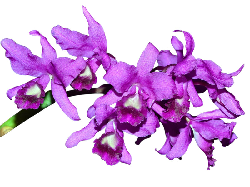 Cattleya bowringiana (5 cm Topf)