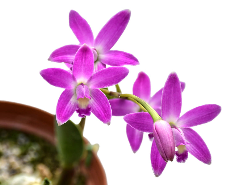 Cattleya caulescens