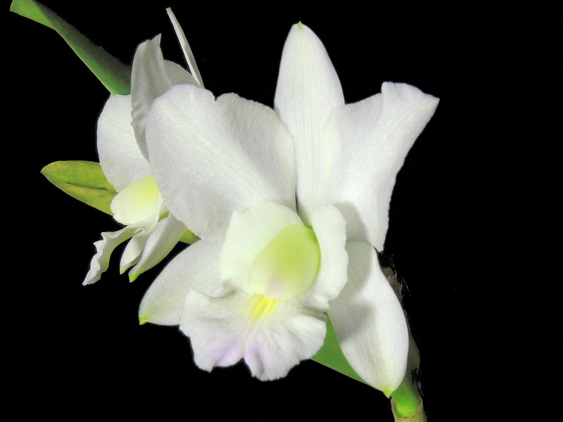 Cattleya dolosa var. alba