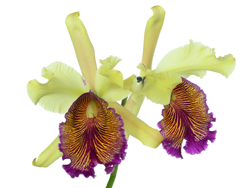 Cattleya dowiana