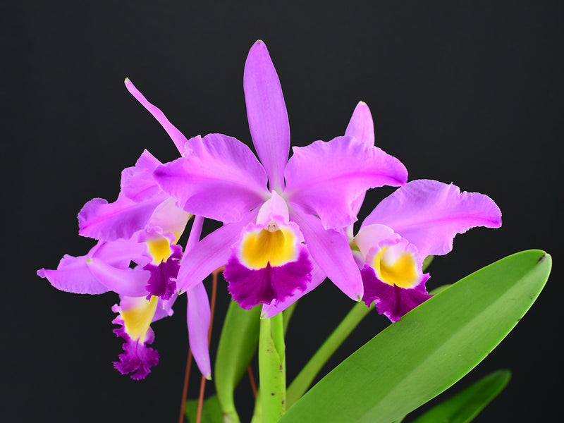 Cattleya eldorado "M.lto"