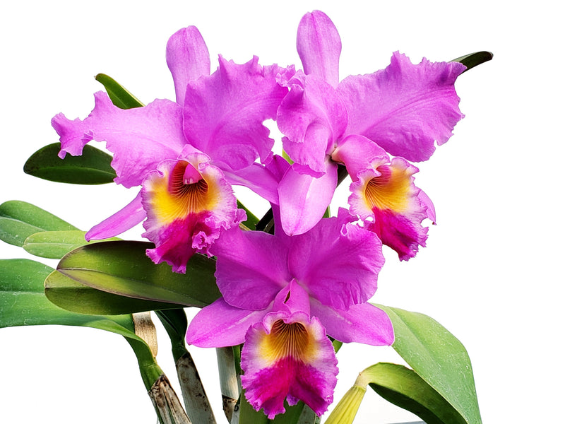 Cattleya gaskelliana x Blc. King Of Taiwan Gold