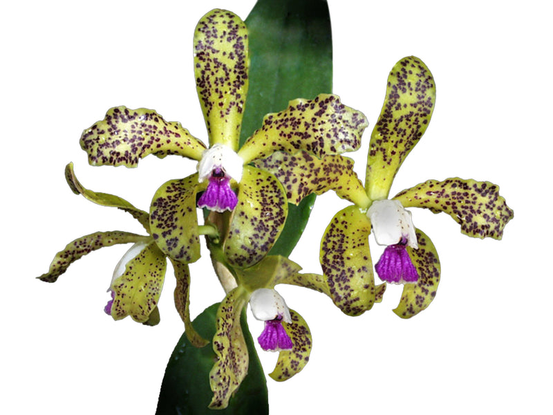Cattleya guttata