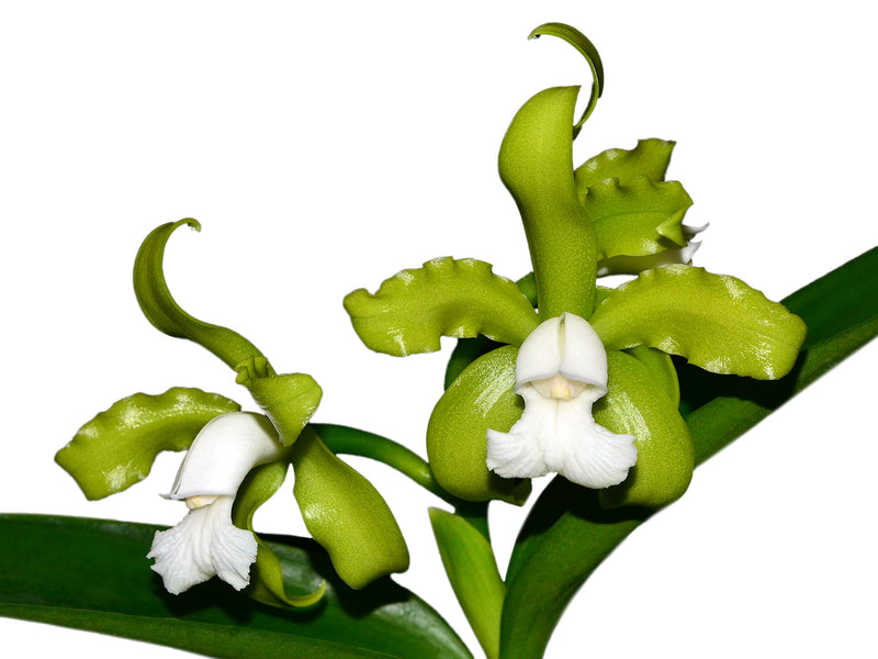 Cattleya guttata alba