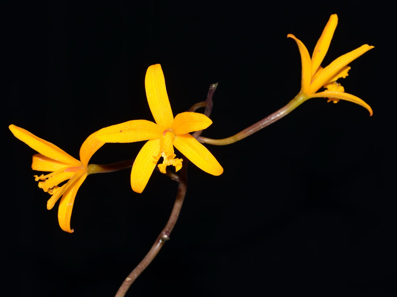 Cattleya hoehnei OP In vitro