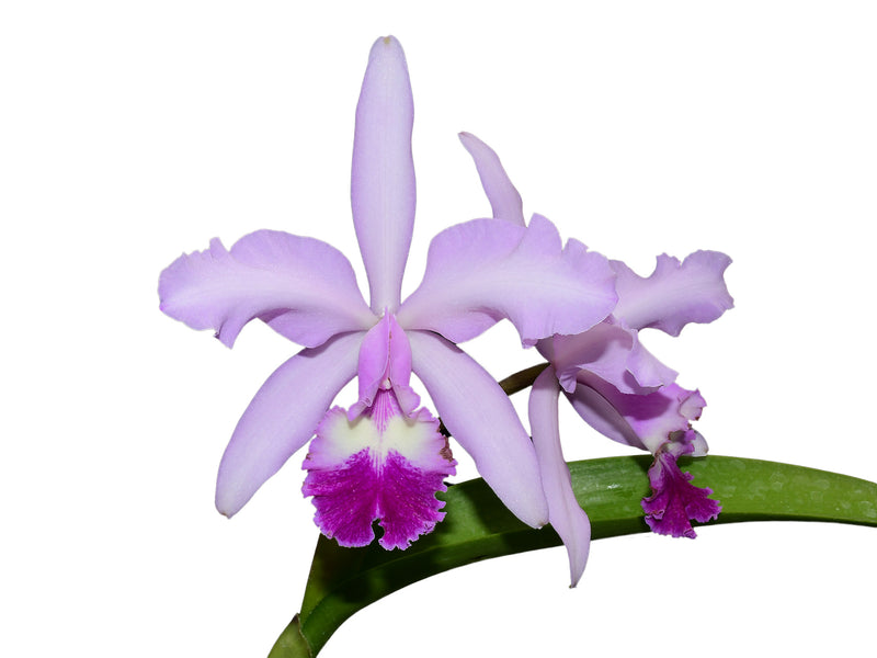 Cattleya Intermedia-Gigas