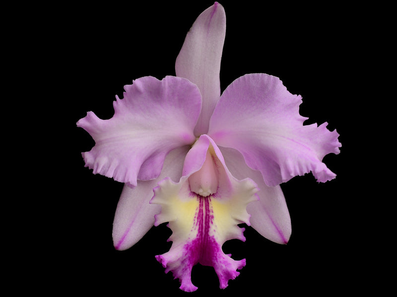 Cattleya Anahi Carchi