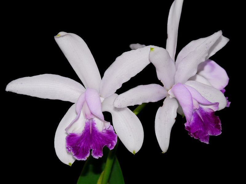 Cattleya intermedia coerulea 'Gigi'