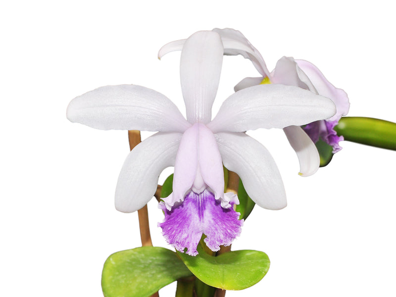 Cattleya intermedia var. coerulea