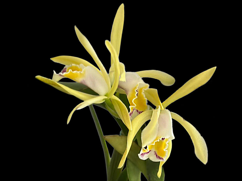 Cattleya iricolor xanthina 'Ecuagenera'