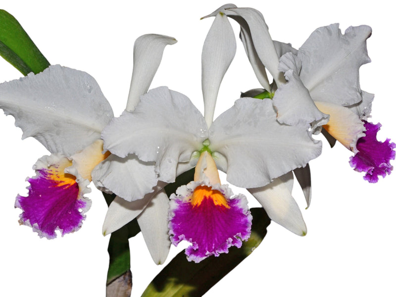 Cattleya jenmanii semialba