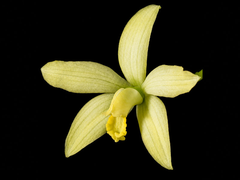 Cattleya kleberi OP In vitro