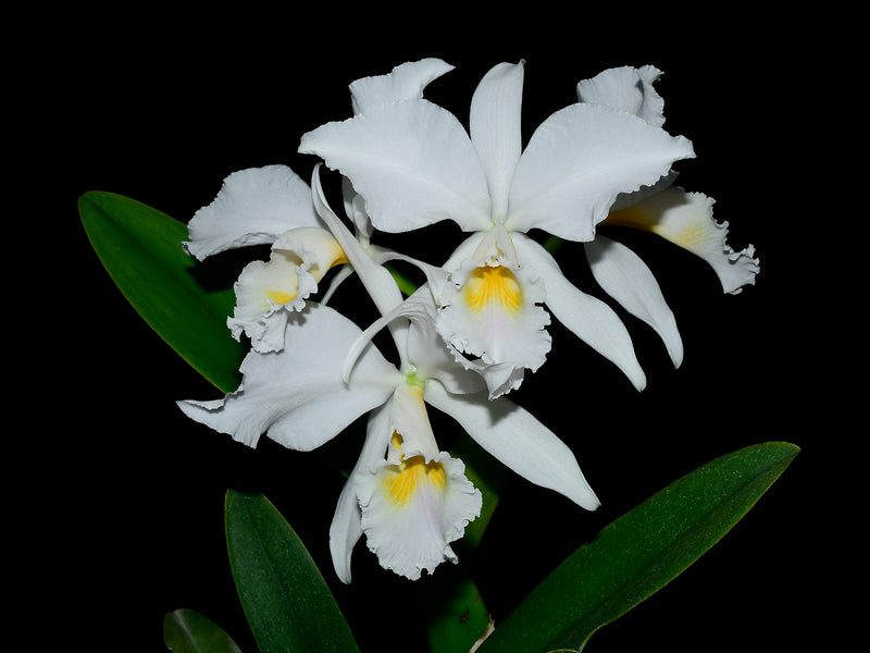 Cattleya labiata 'amesiana'