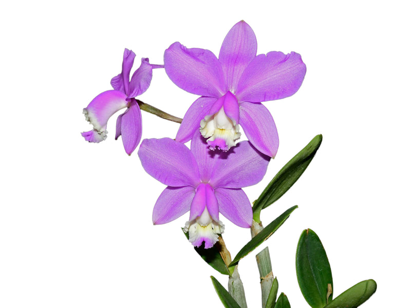 Cattleya loddigesii