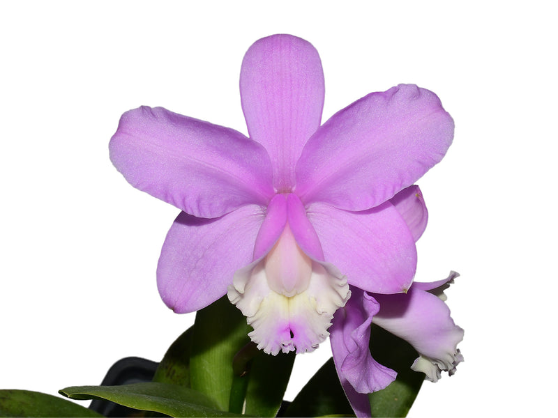 Cattleya loddigesii