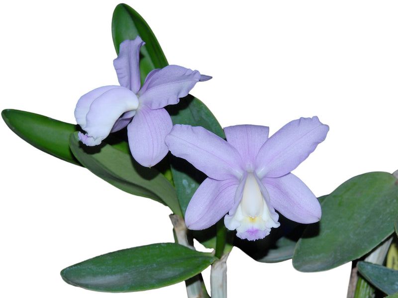 Cattleya loddigesii f. coerulea