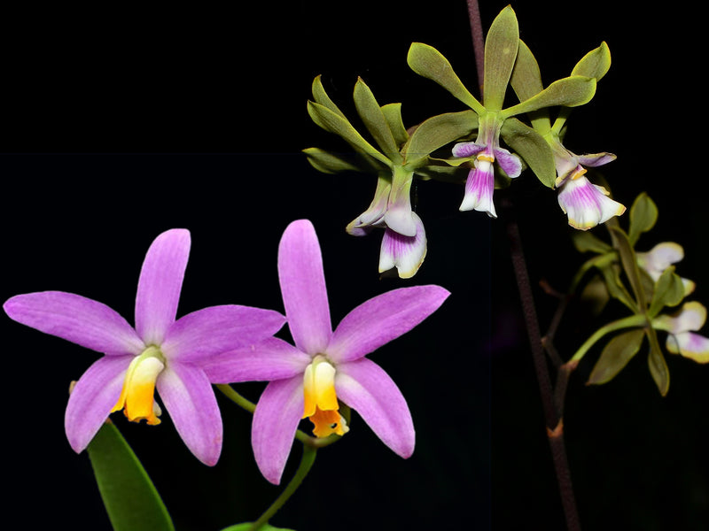 Cattleya longipes x Enc. Dr. Ben OP in vitro
