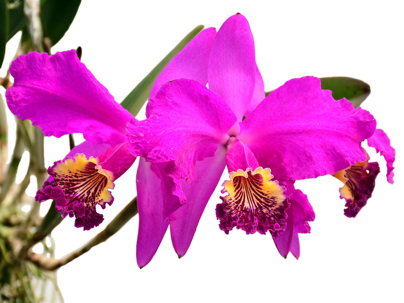 Cattleya lueddemanniana (5 cm Topf)