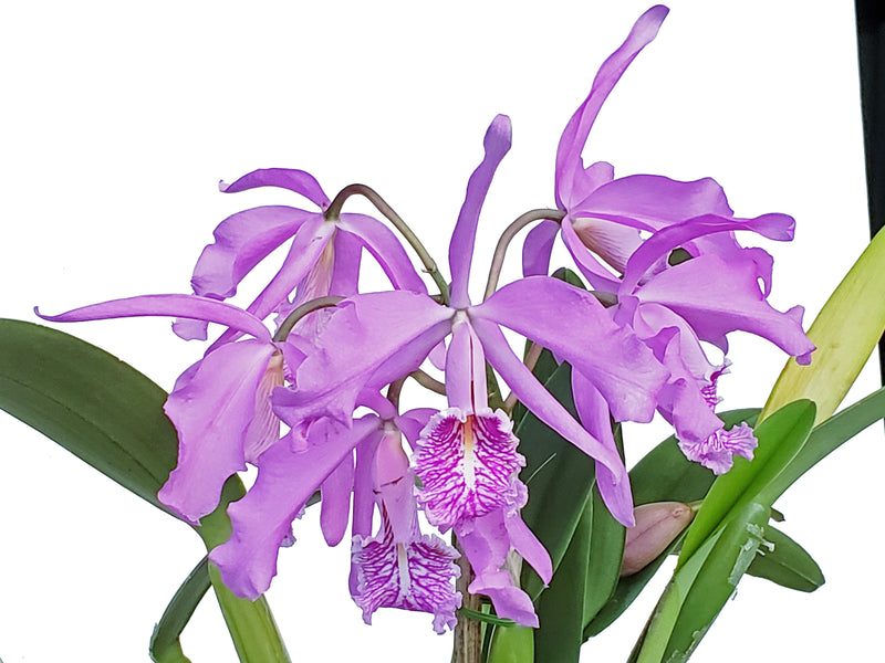 Cattleya maxima (5 cm Topf)