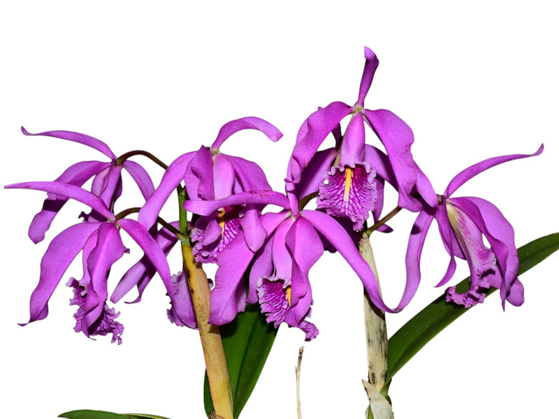 Cattleya maxima 'Churonita' x 'La Esperada'