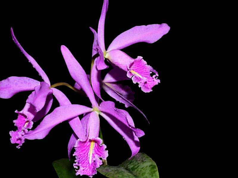 Cattleya maxima Ecua 00157 x Ecua 00140