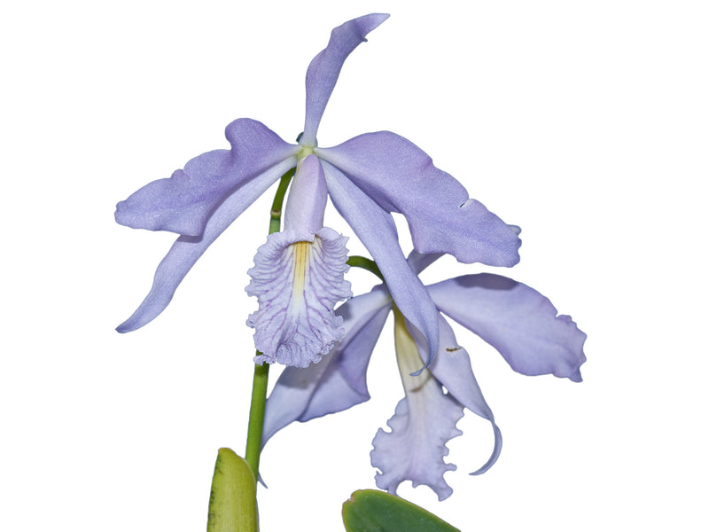 Cattleya maxima f. coerulea