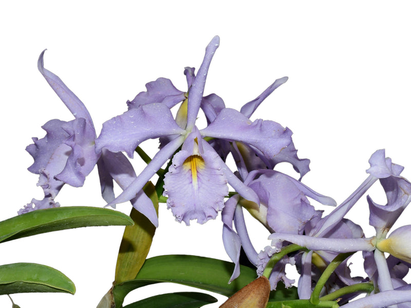 Cattleya maxima f. coerulea 'Angelo' x 'Hector'