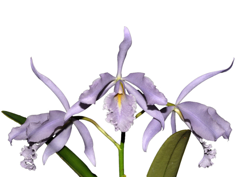 Cattleya maxima f. coerulea 'Gigi'