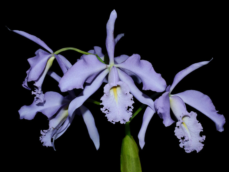 Cattleya maxima coerulea 'Hector' x 'Gigi'