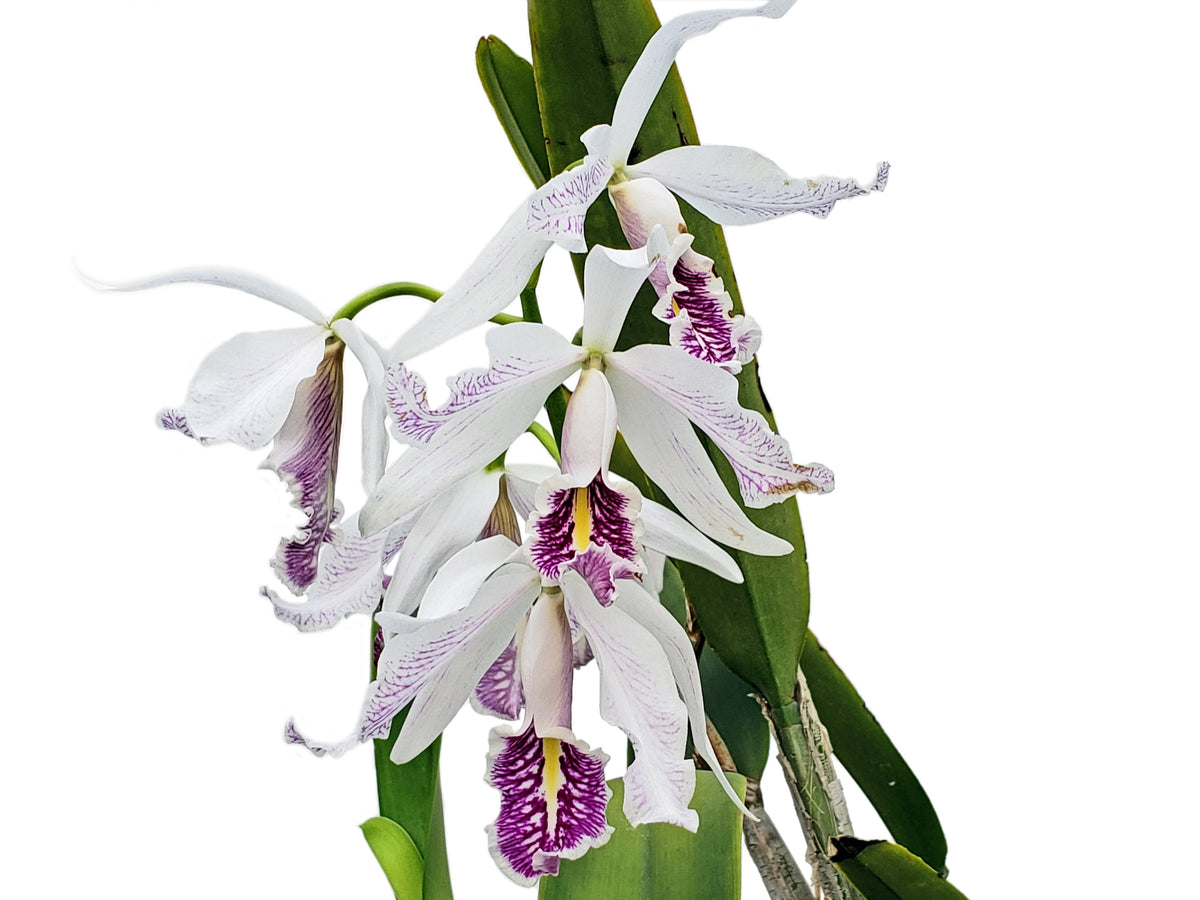 Cattleya maxima semialba 'Delicata' x 'Ingrid' main image 0