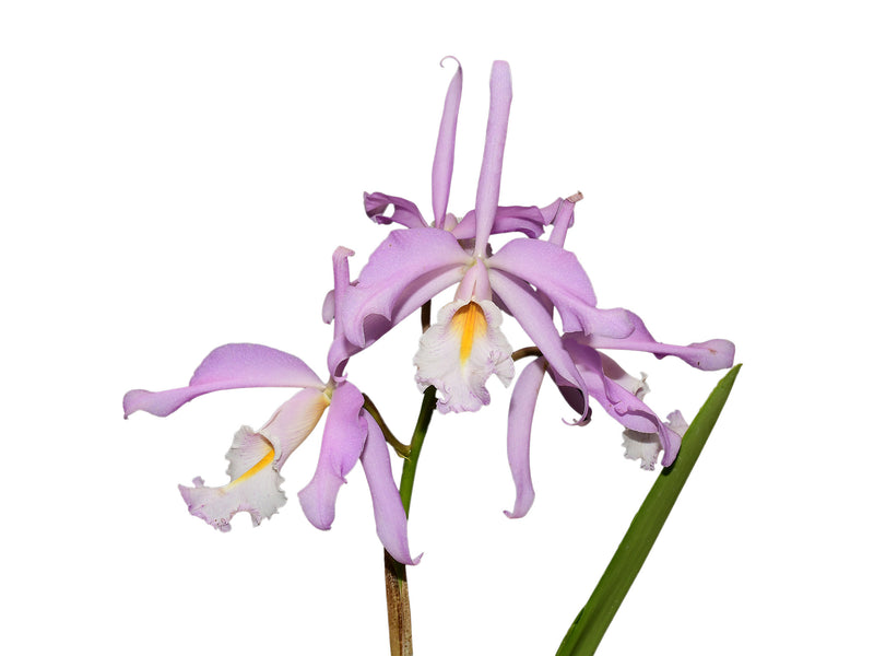 Cattleya maxima labio blanco delicata type