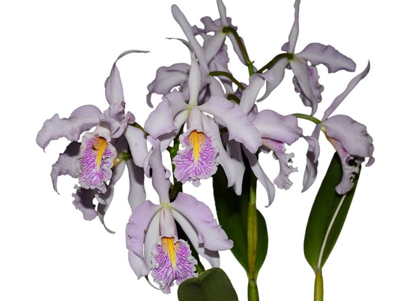 Cattleya maxima semialba 'Delicata' x 'Ingrid'