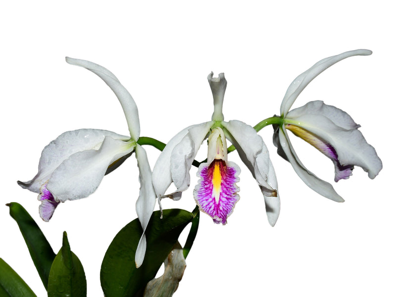 Cattleya maxima semialba x 'Gigi'