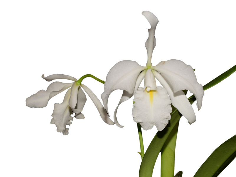 Cattleya maxima f. alba