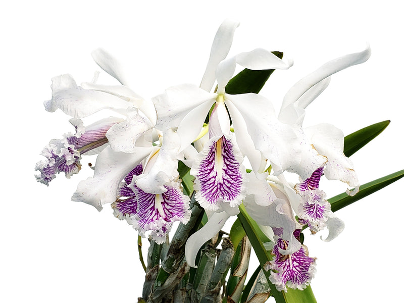 Cattleya maxima f. semialba  (5 cm Topf)