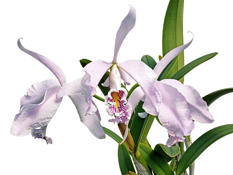 Cattleya maxima f. semialba